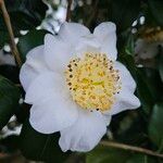 Camellia sasanqua Blodyn