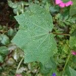Malva trimestris Leaf