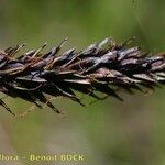 Carex frigida Mbuma