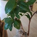 Ficus retusa Blad