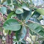 Ficus elastica Лист