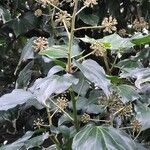 Hedera helixFlor