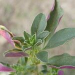 Amaranthus albus Blatt