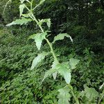 Carduus crispus Leaf