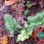 Arum italicum পাতা