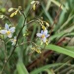 Dianella ensifolia Blüte