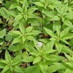 Lysimachia clethroides Hábito