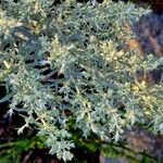 Artemisia ludoviciana Folla