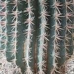 Ferocactus pilosus Кара