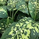 Dieffenbachia seguine Hostoa