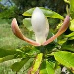 Magnolia officinalis Virág