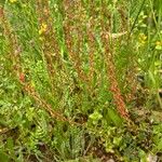 Rumex bucephalophorus 形态