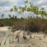 Rhizophora mangle Habitat