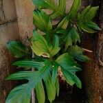 Philodendron pedatum 叶