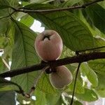 Syzygium malaccense Fruit