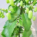 Kalanchoe pinnata Leaf