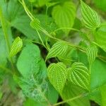 Dioscorea villosa Blad