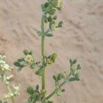 Salsola longifolia Övriga