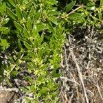 Rubia fruticosa Hoja