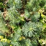 Euphorbia cyparissias Leaf