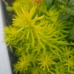 Sedum reflexum Φύλλο