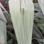 Crocosmia aurea Folha