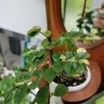 Begonia foliosa برگ