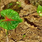 Caladium bicolor Leaf