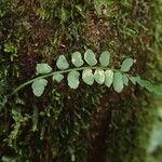 Asplenium barteri Folha