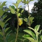 Myristica fragrans Leaf