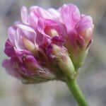 Dorycnopsis gerardi Λουλούδι
