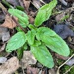 Scrophularia auriculata Folla