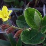 Hibbertia nana Flor