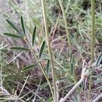 Hippocrepis scorpioides Yaprak