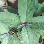 Clerodendrum quadriloculare برگ