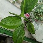 Spathiphyllum blandum Foglia