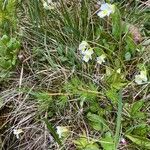 Pinguicula alpina Hábitos