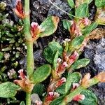 Polygonum arenastrum Bark