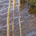 Phalaris arundinacea Fruit
