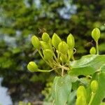 Hypericum hircinum Ffrwyth