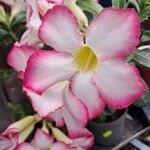 Adenium obesumBlüte