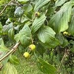 Crataegus punctata Hoja