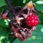 Rubus phoenicolasius Owoc