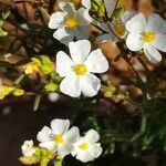 Cistus umbellatus Autre