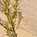 Erica australis Leaf