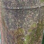 Albizia adianthifolia Rusk