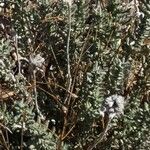 Teucrium dunense Flower