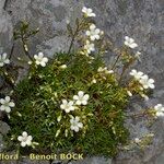 Saxifraga fragilis অভ্যাস