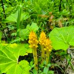 Orobanche flava Flower