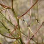 Iberis linifolia Likasa